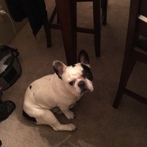 Meet your Posher, Barbara